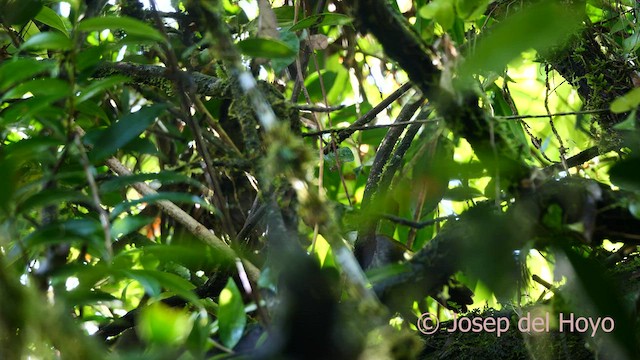 Costa Rican Brushfinch - ML595142451