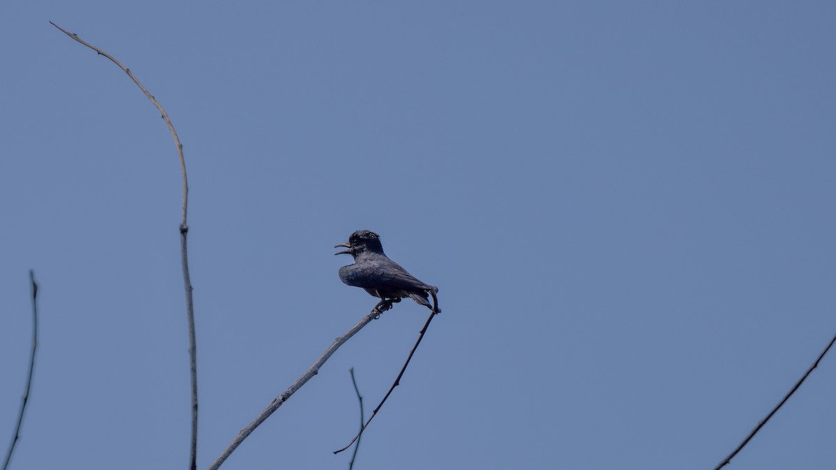 Swallow-winged Puffbird - ML595142591