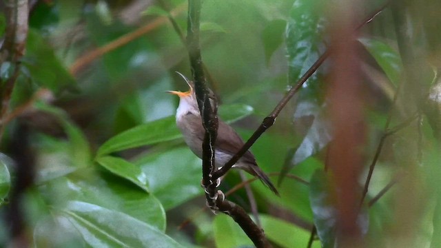 Pale-footed Bush Warbler - ML595143051