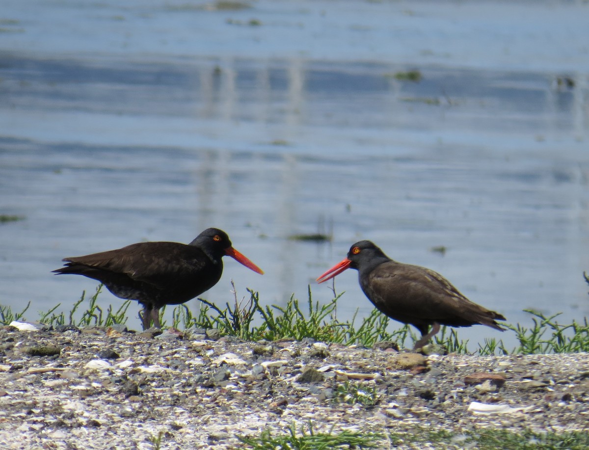 Black Oystercatcher - Chris O'Connell