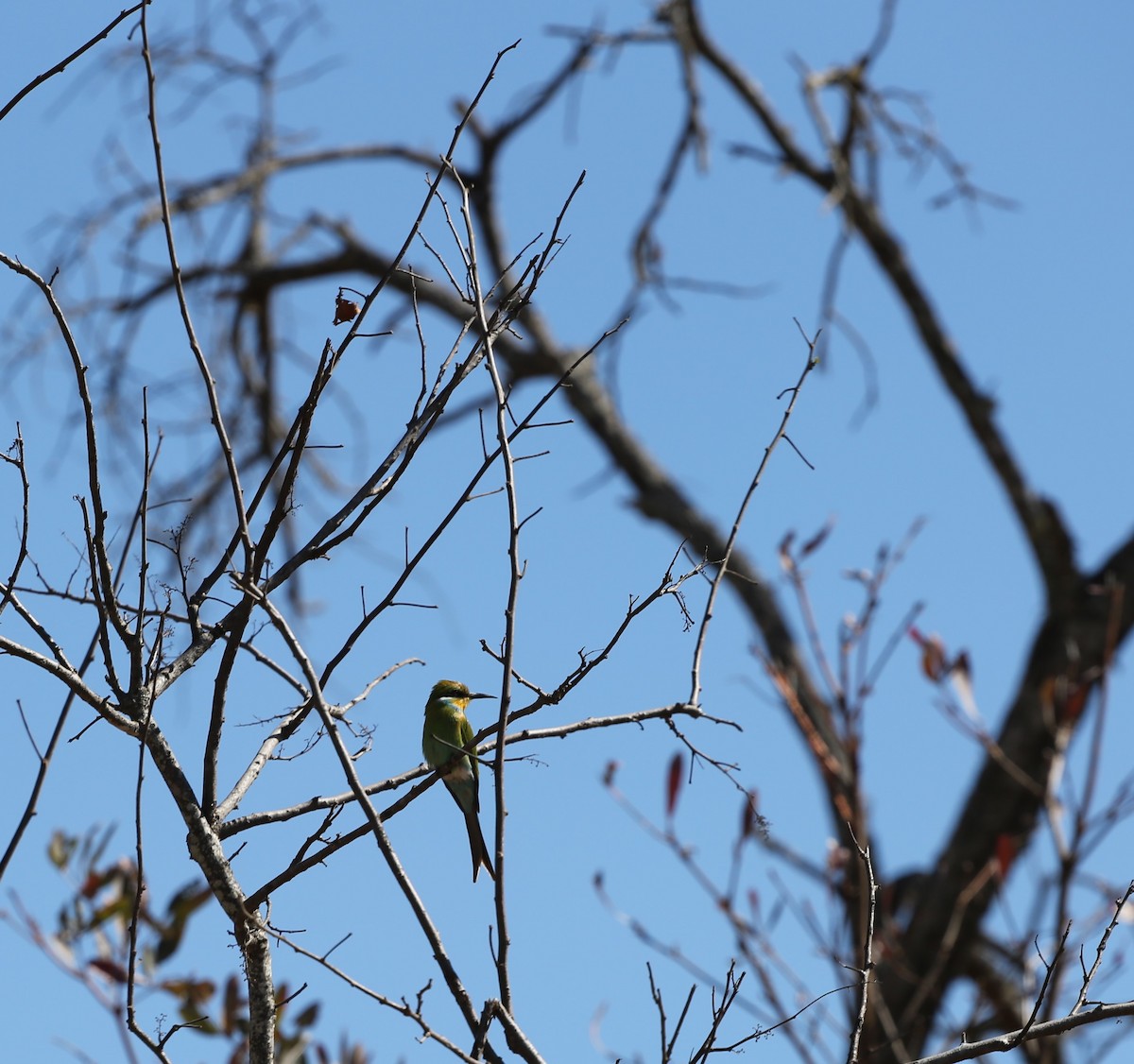 Swallow-tailed Bee-eater - ML595147831