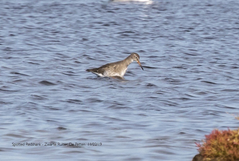 Spotted Redshank - ML595148261