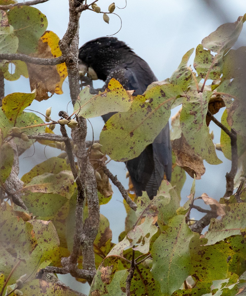 Red-tailed Black-Cockatoo - ML595148561