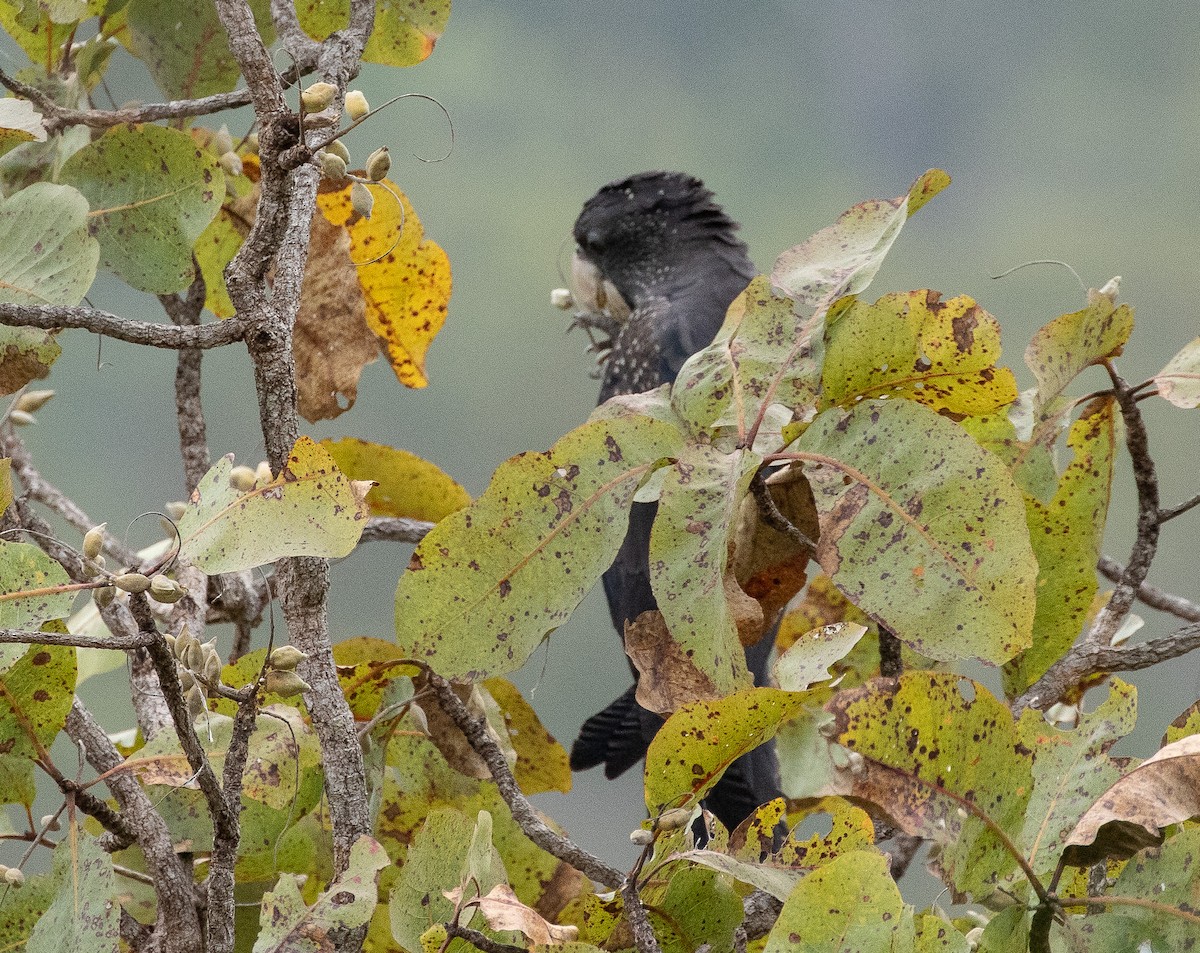 Red-tailed Black-Cockatoo - ML595148591