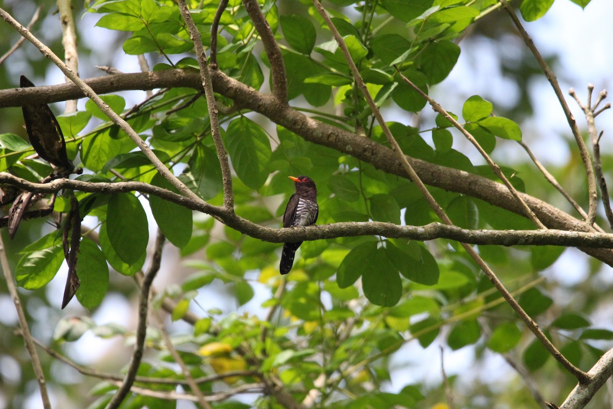 Violet Cuckoo - Buchanan Birdwatcher