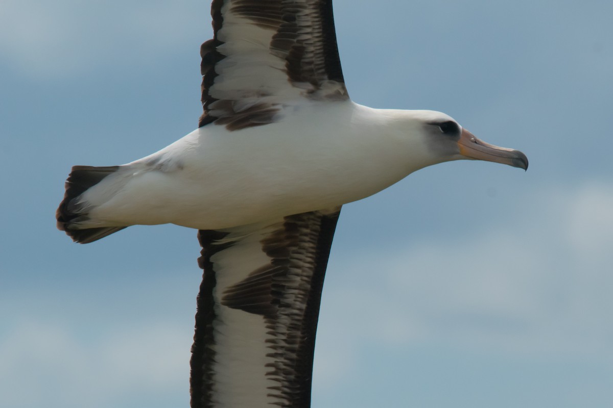 Laysan Albatross - ML59515121