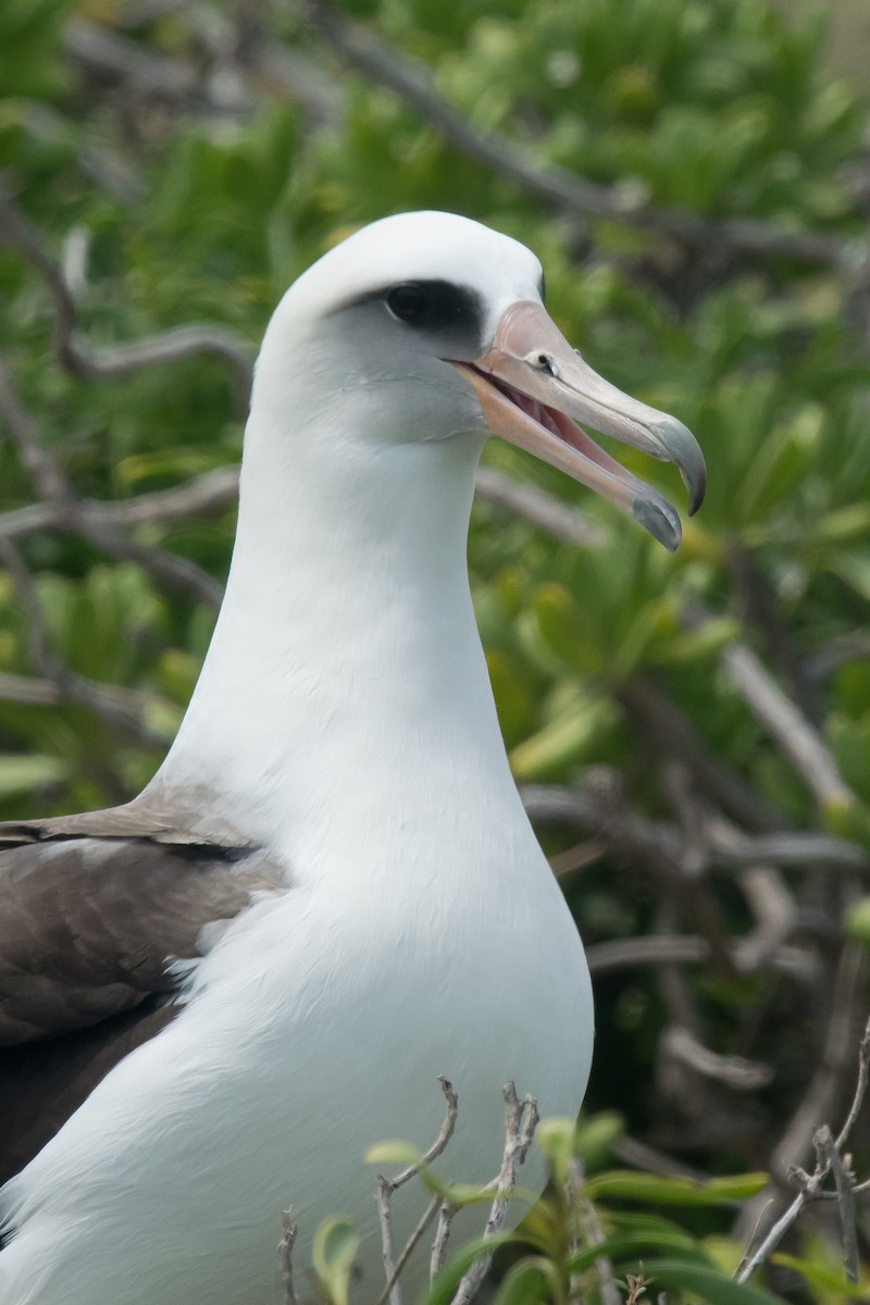 albatros laysanský - ML59515131