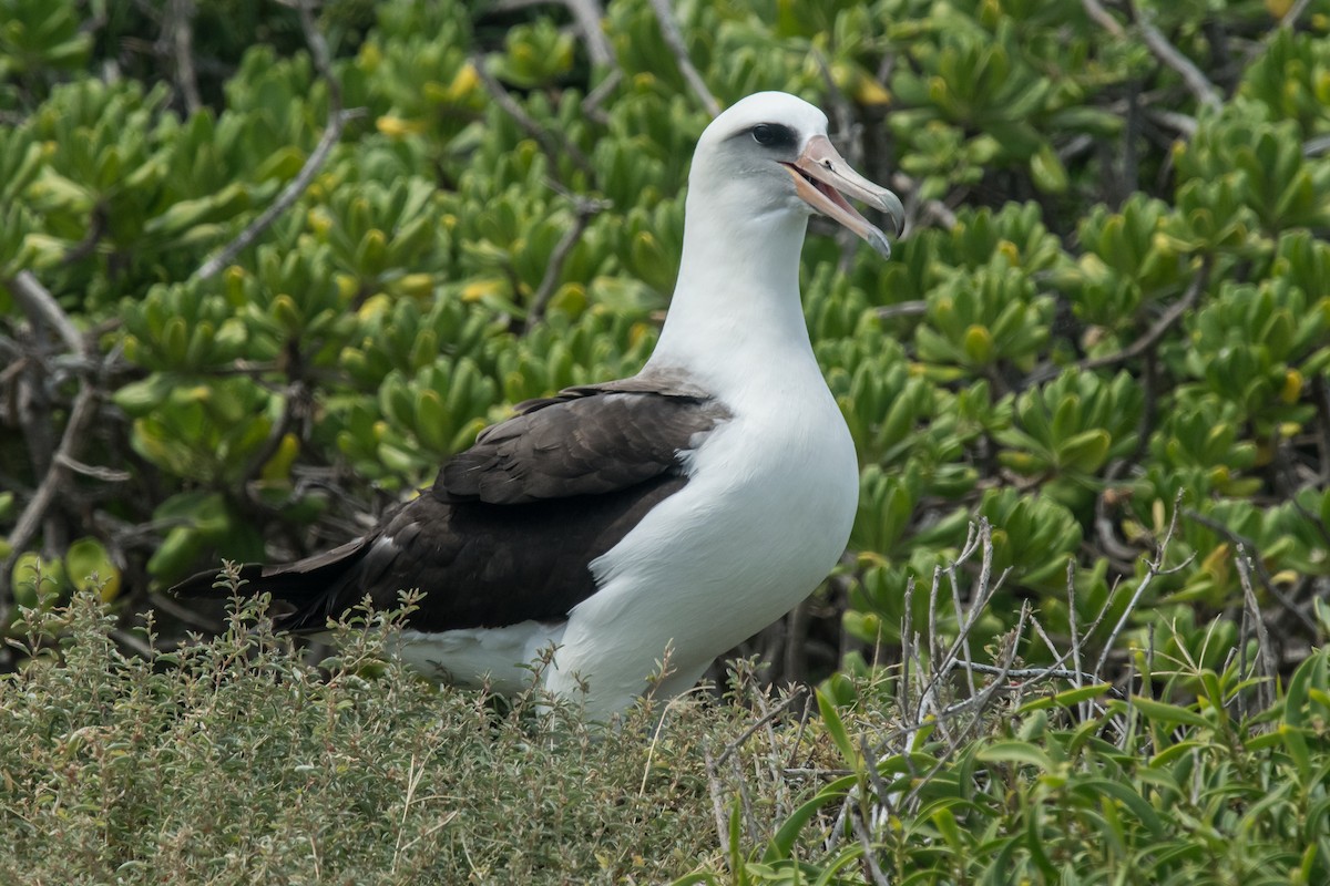 Laysan Albatross - Nancy Christensen