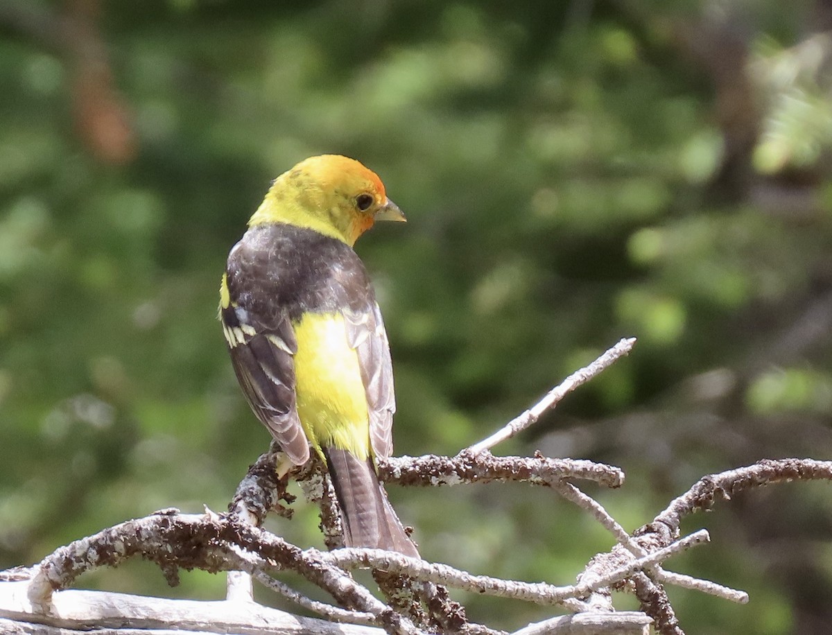 Western Tanager - ML595153611