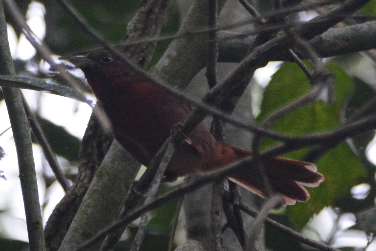 Red-crowned Ant-Tanager - ML595156741