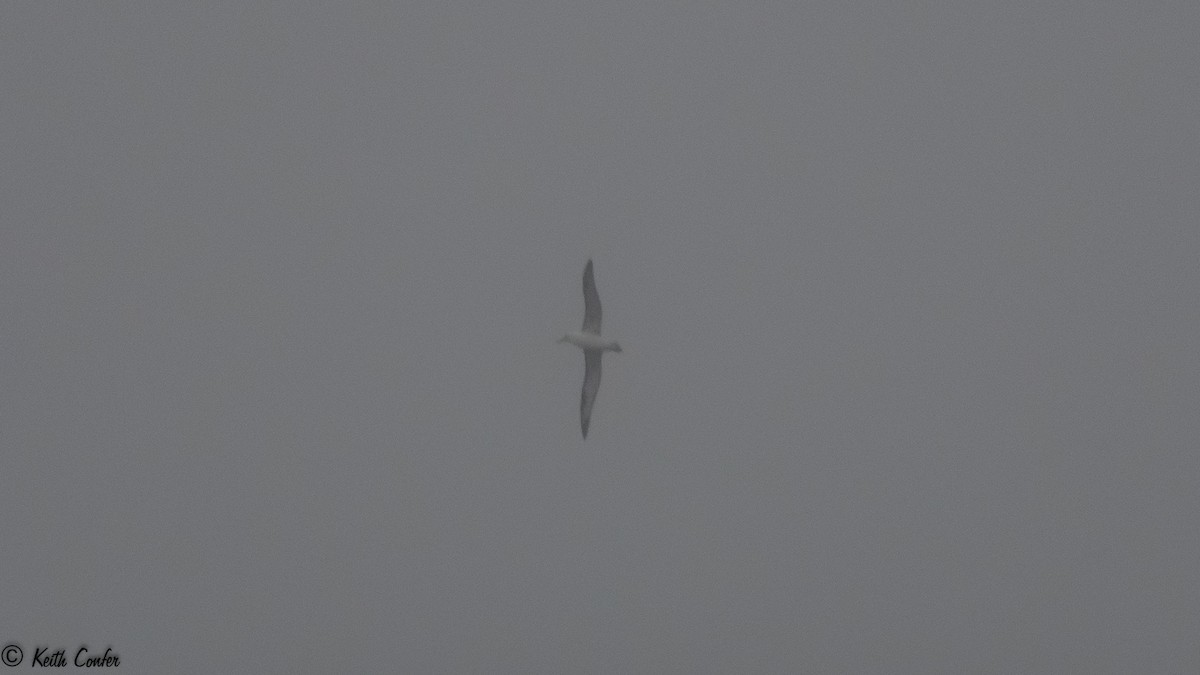 Albatros de Laysan - ML59515911