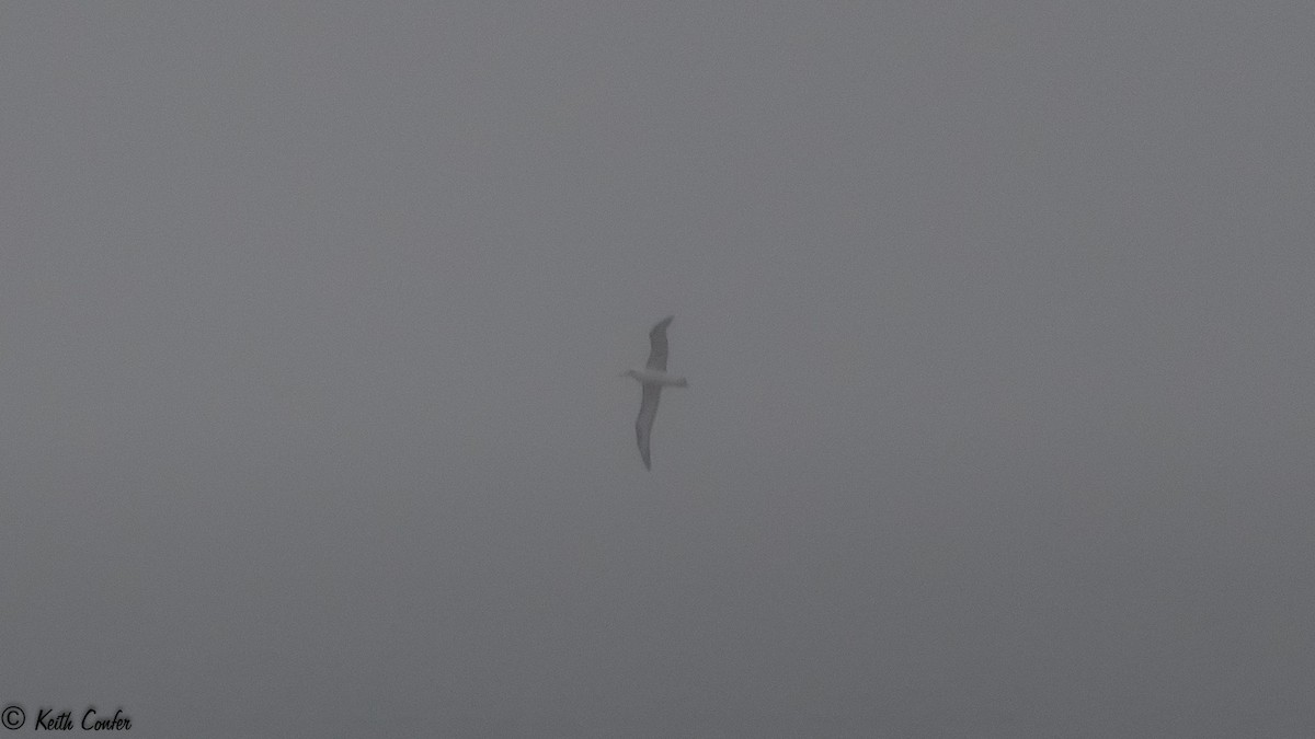 Laysan Albatross - Keith Confer