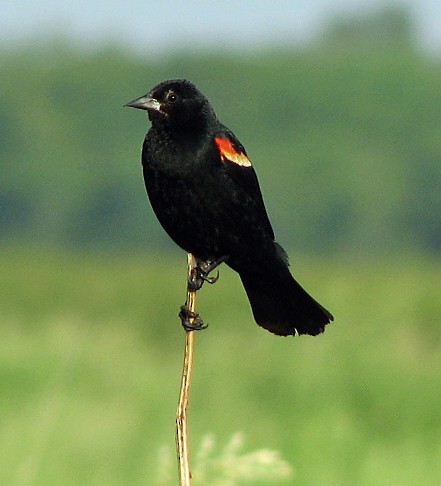 Red-winged Blackbird - ML595159861