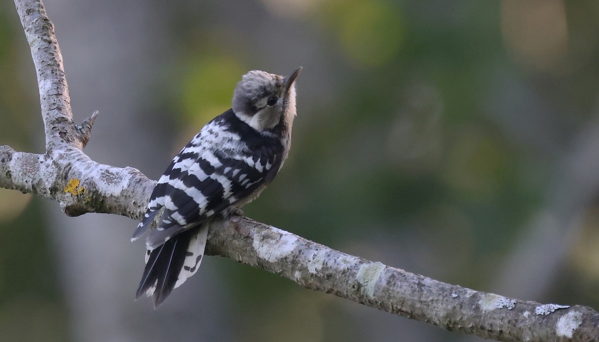 Lesser Spotted Woodpecker - ML595160901