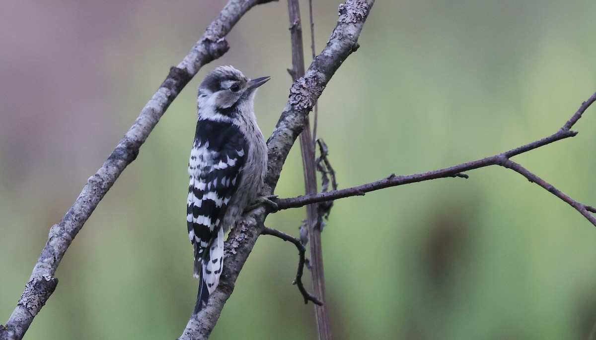 Lesser Spotted Woodpecker - ML595160921