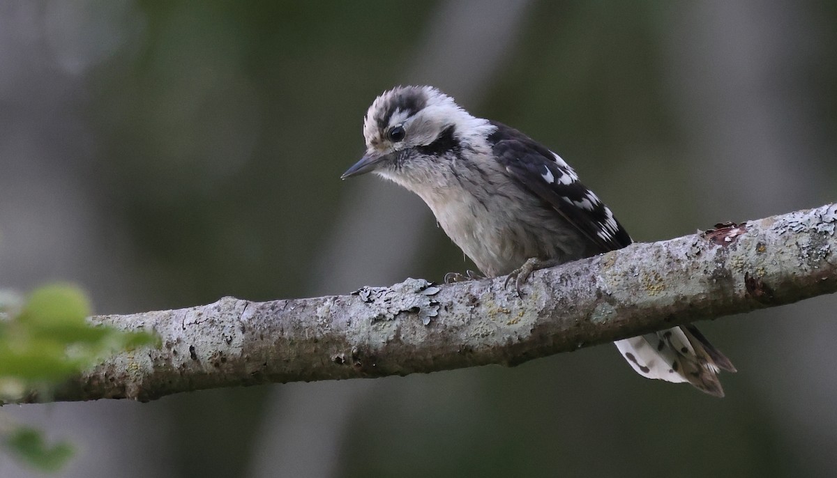 Lesser Spotted Woodpecker - ML595160931