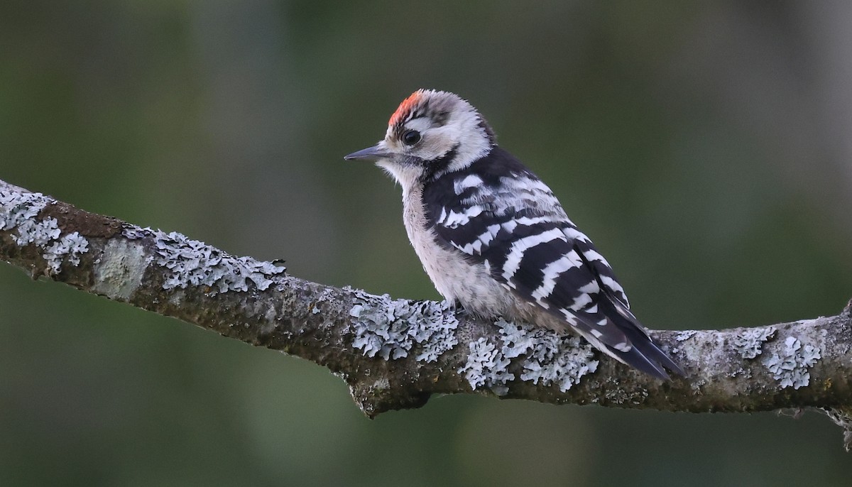Lesser Spotted Woodpecker - ML595160971