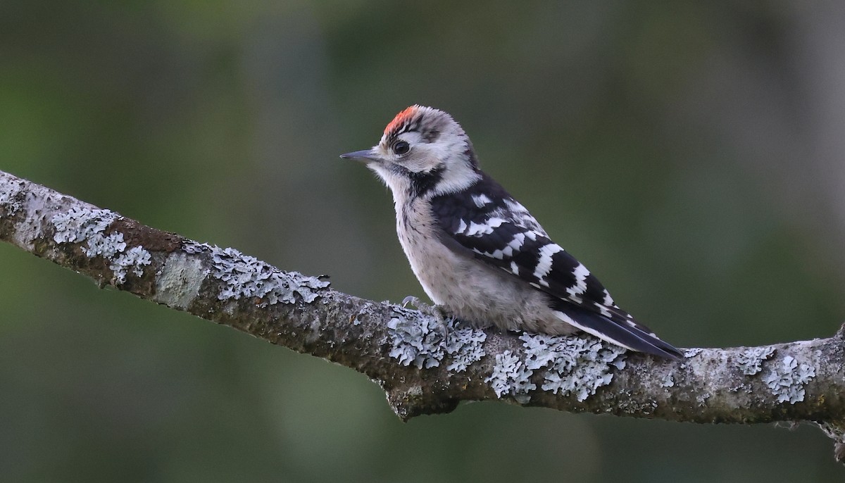 Lesser Spotted Woodpecker - ML595161061
