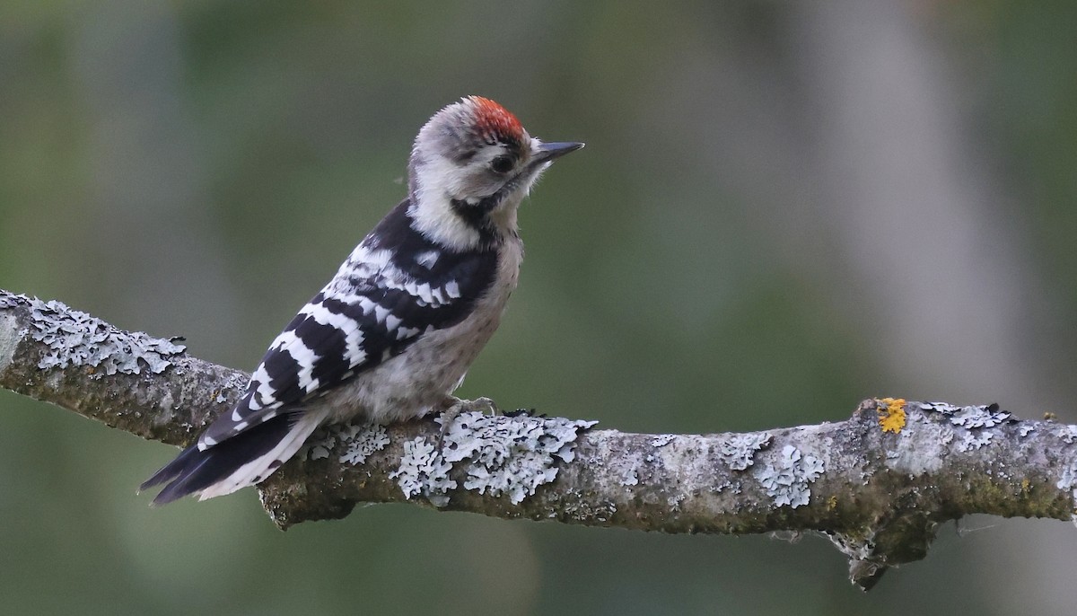 Lesser Spotted Woodpecker - ML595161071