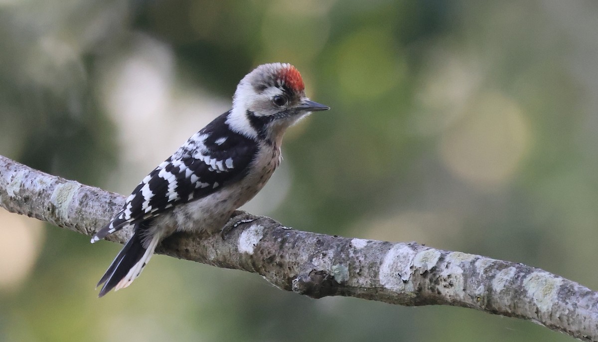 Lesser Spotted Woodpecker - ML595161081