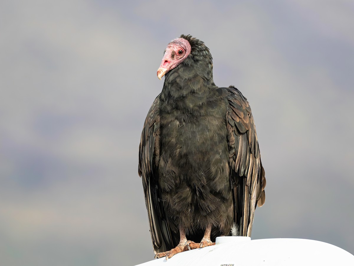 Turkey Vulture - ML595162171