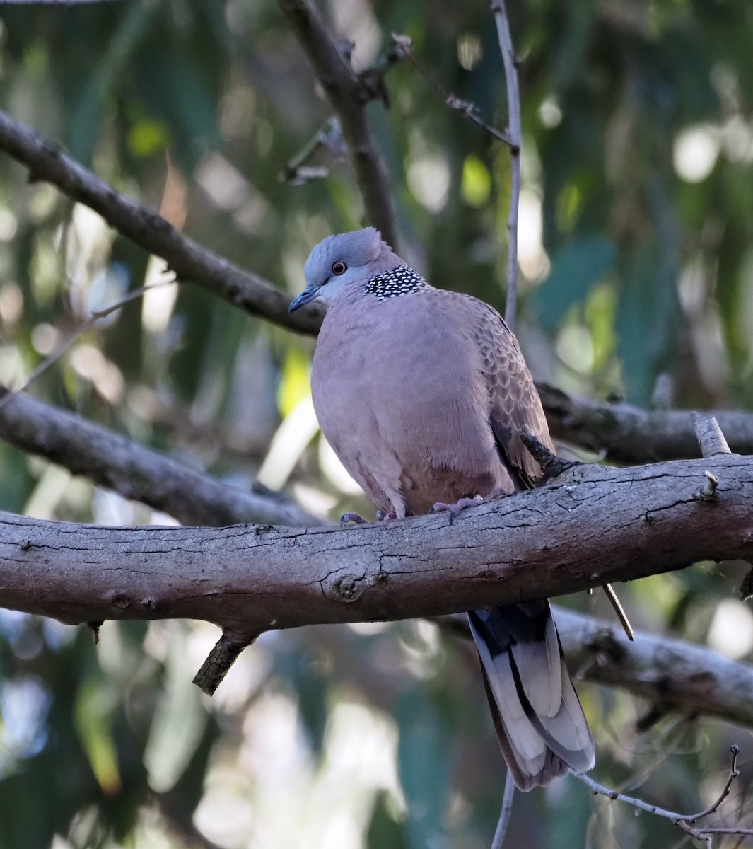 Spotted Dove - ML595164321