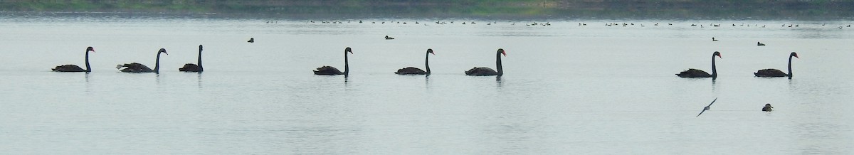 Black Swan - ML59516471
