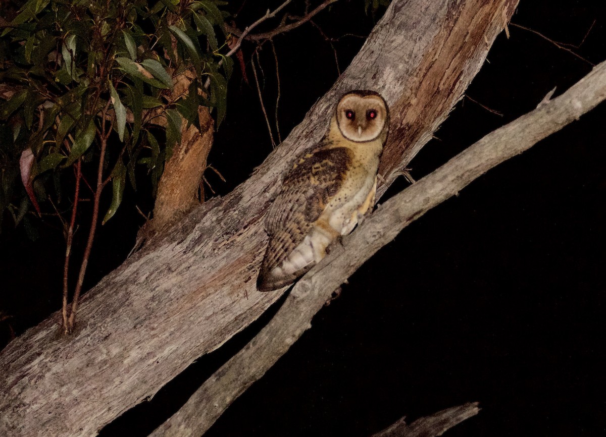 Australian Masked-Owl - Scott Baker