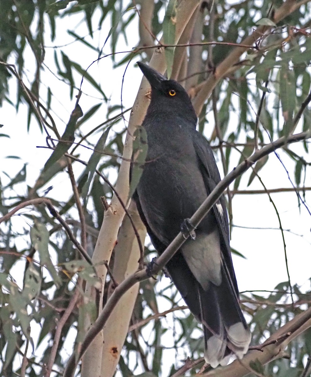 Pied Currawong - ML595167951