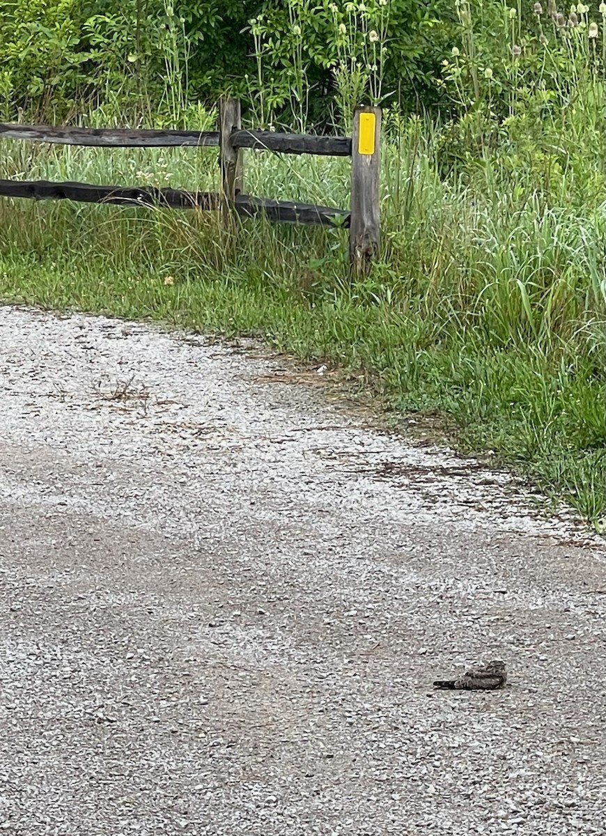 EBird Checklist 18 Jul 2023 Fernald Preserve Hamilton Co 70