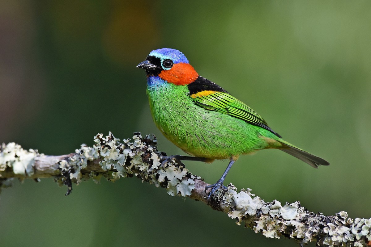 Red-necked Tanager - ML595175251