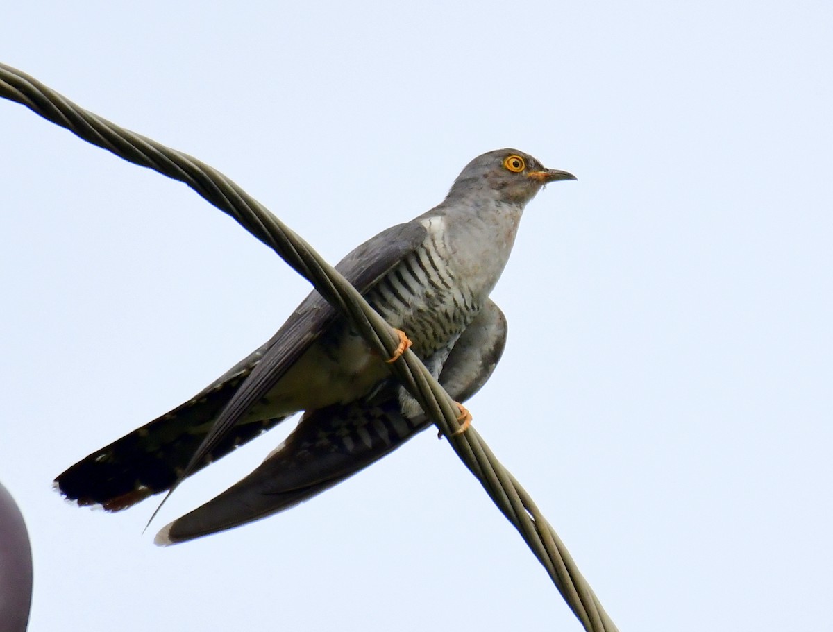 Common Cuckoo - ML595180721