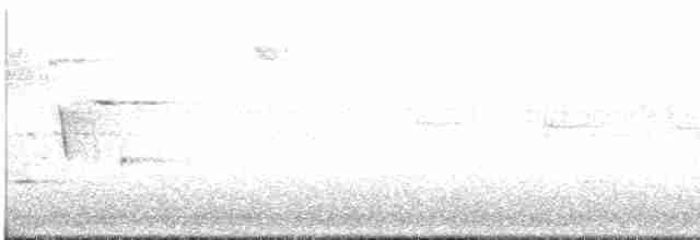 Song Sparrow (melodia/atlantica) - ML595184431