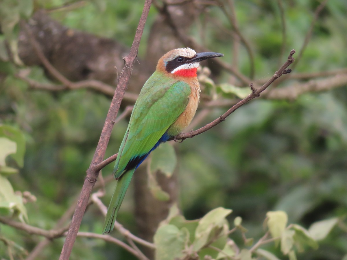 White-fronted Bee-eater - ML595184831