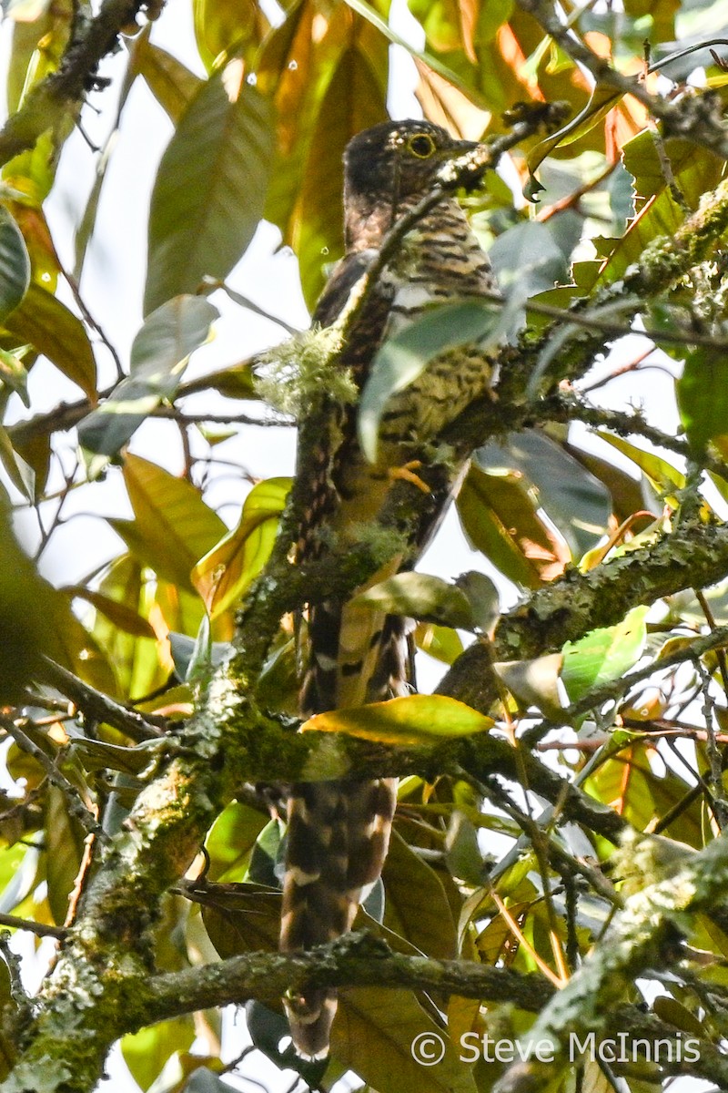 Barred Long-tailed Cuckoo - ML595185221