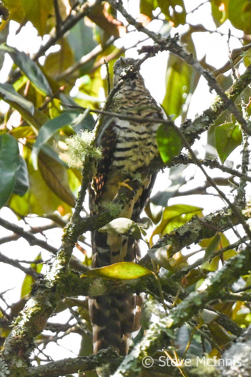 Barred Long-tailed Cuckoo - ML595185231