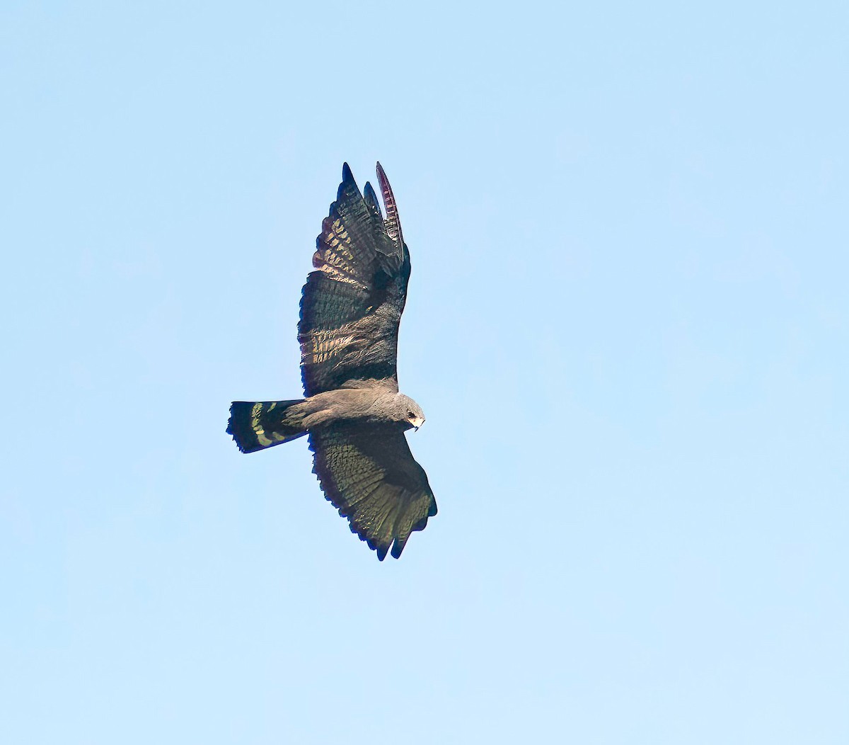 Zone-tailed Hawk - ML595187111