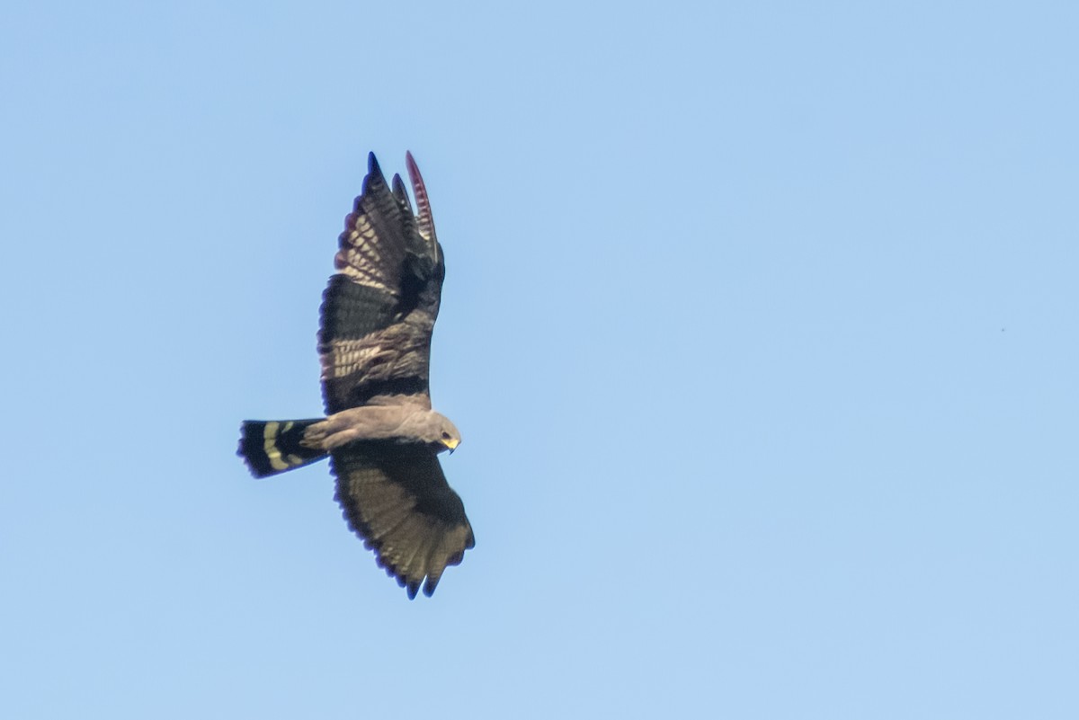 Zone-tailed Hawk - ML595187131