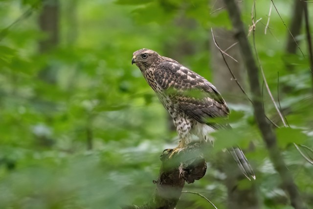 American Goshawk