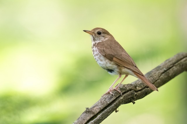 Hermit Thrush