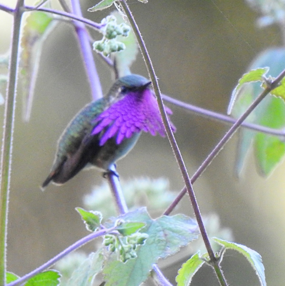 Wine-throated Hummingbird - Gregg Severson