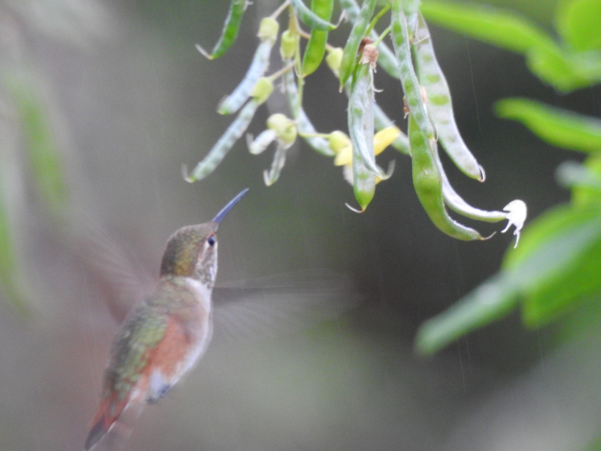Rufous Hummingbird - ML595193661