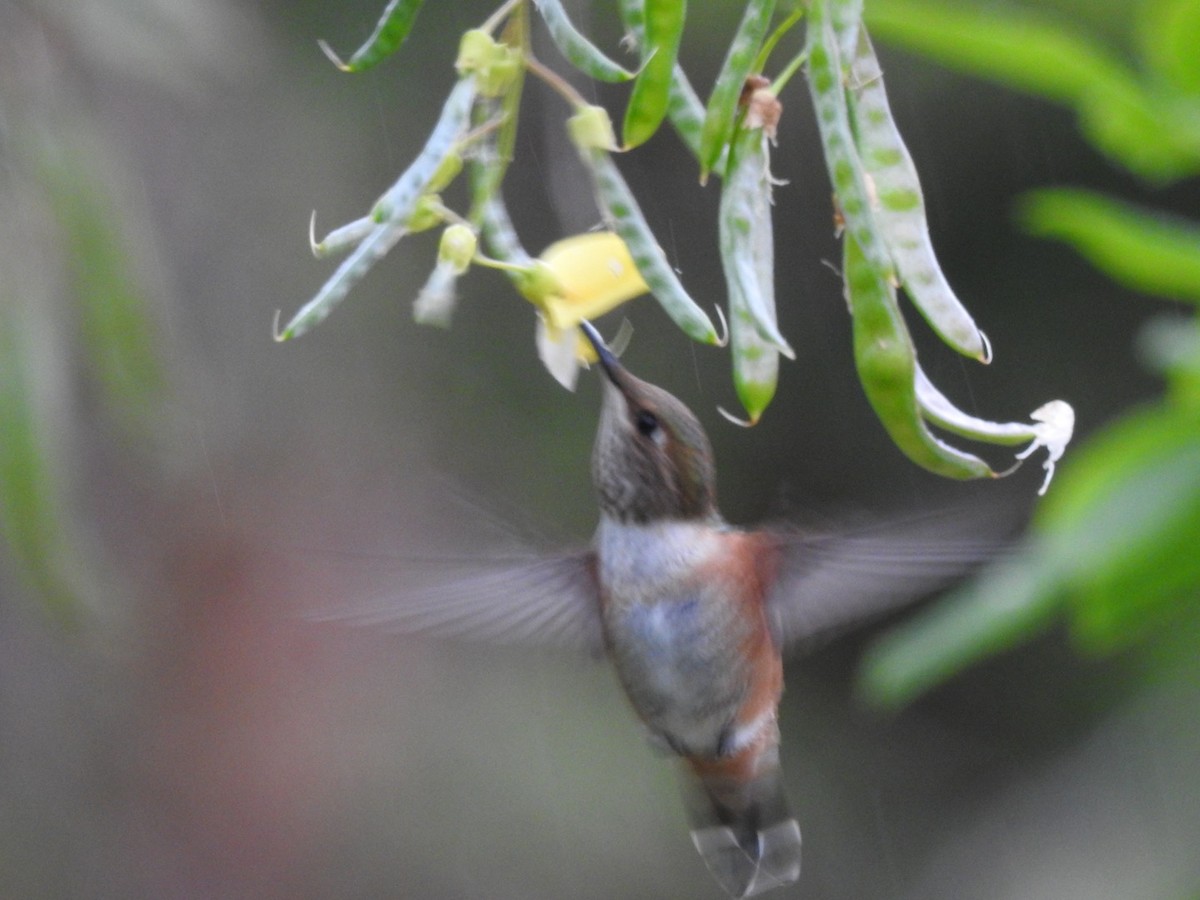 Rufous Hummingbird - ML595193671