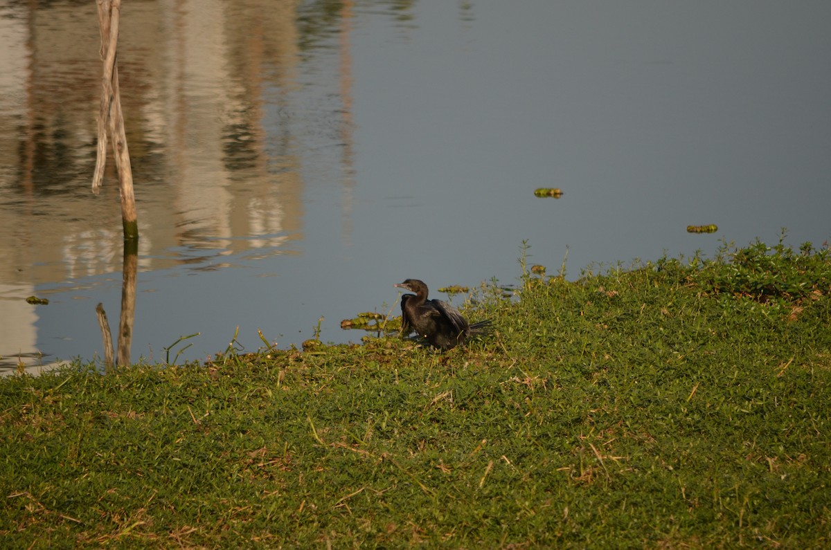 Little Cormorant - Gopal bhagavatula