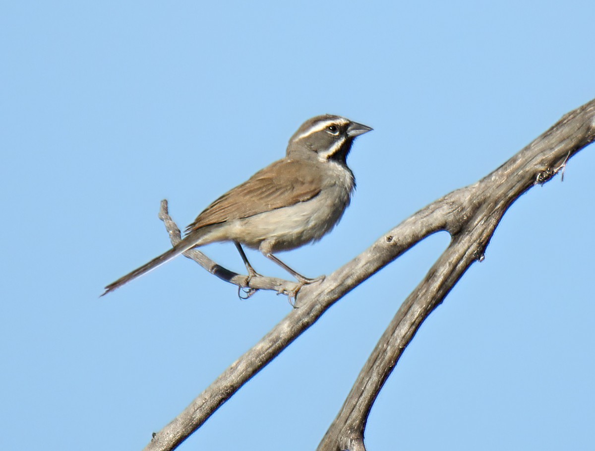 Black-throated Sparrow - ML595195541