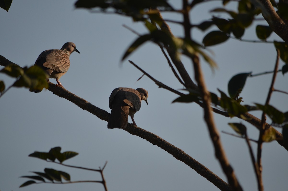 Spotted Dove - Gopal bhagavatula