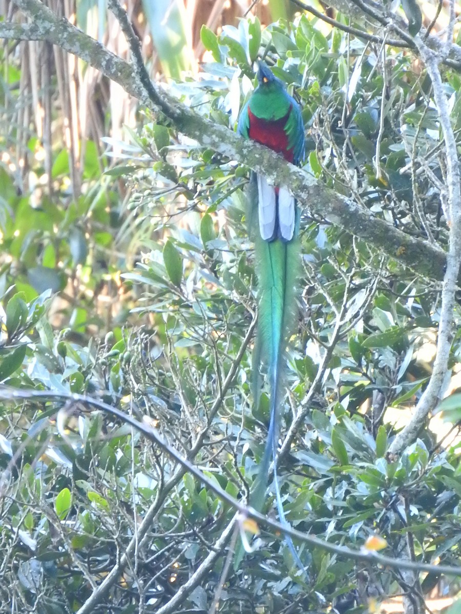 Quetzal Guatemalteco - ML595198891