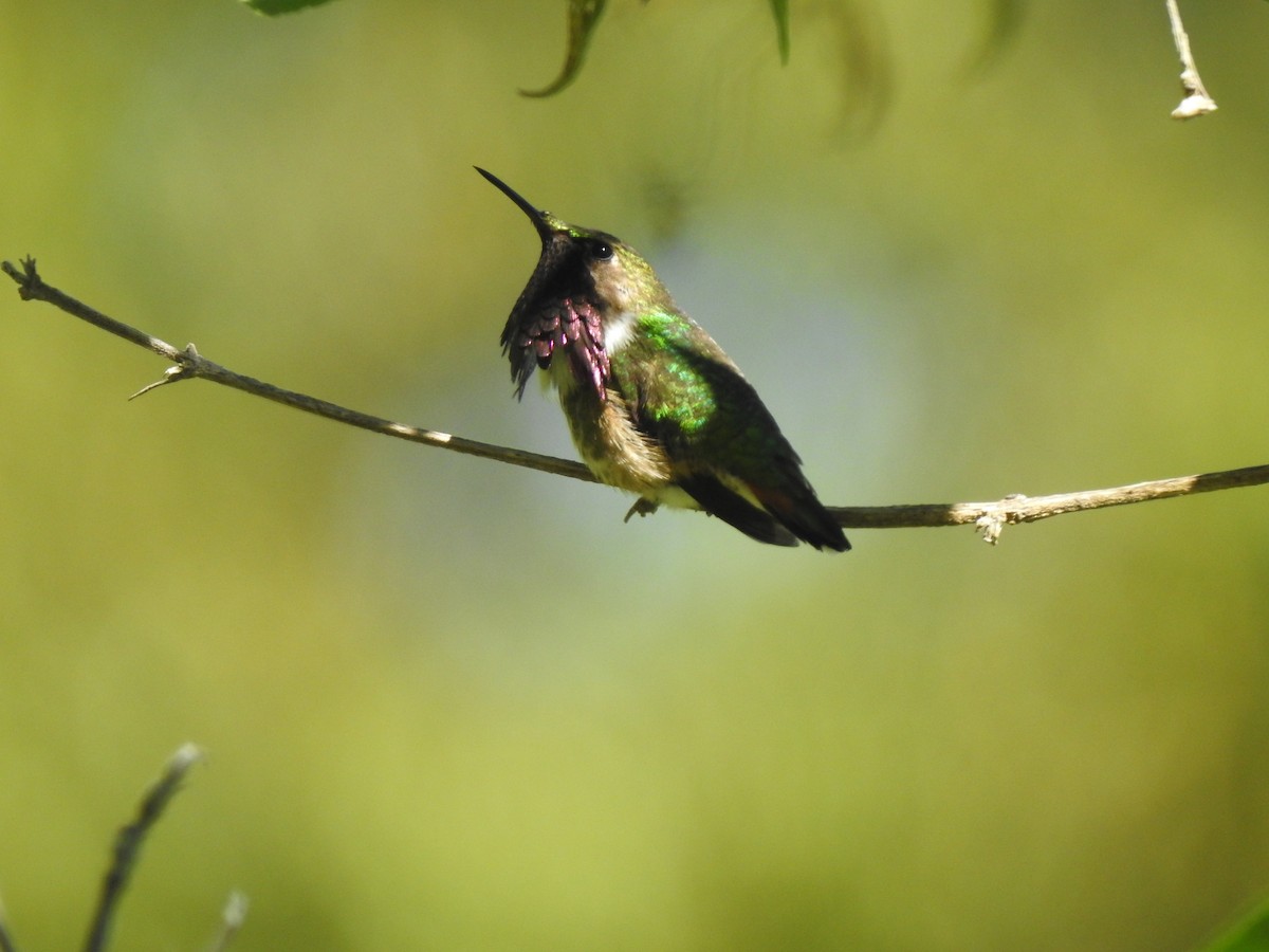 Wine-throated Hummingbird - ML595200861