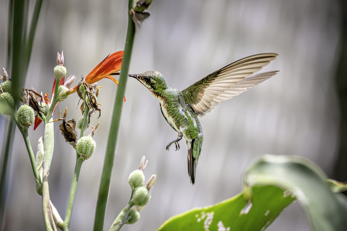 eBird Checklist 14 Jul 2023 Acme, Louisiana 1 species (+1 other taxa)