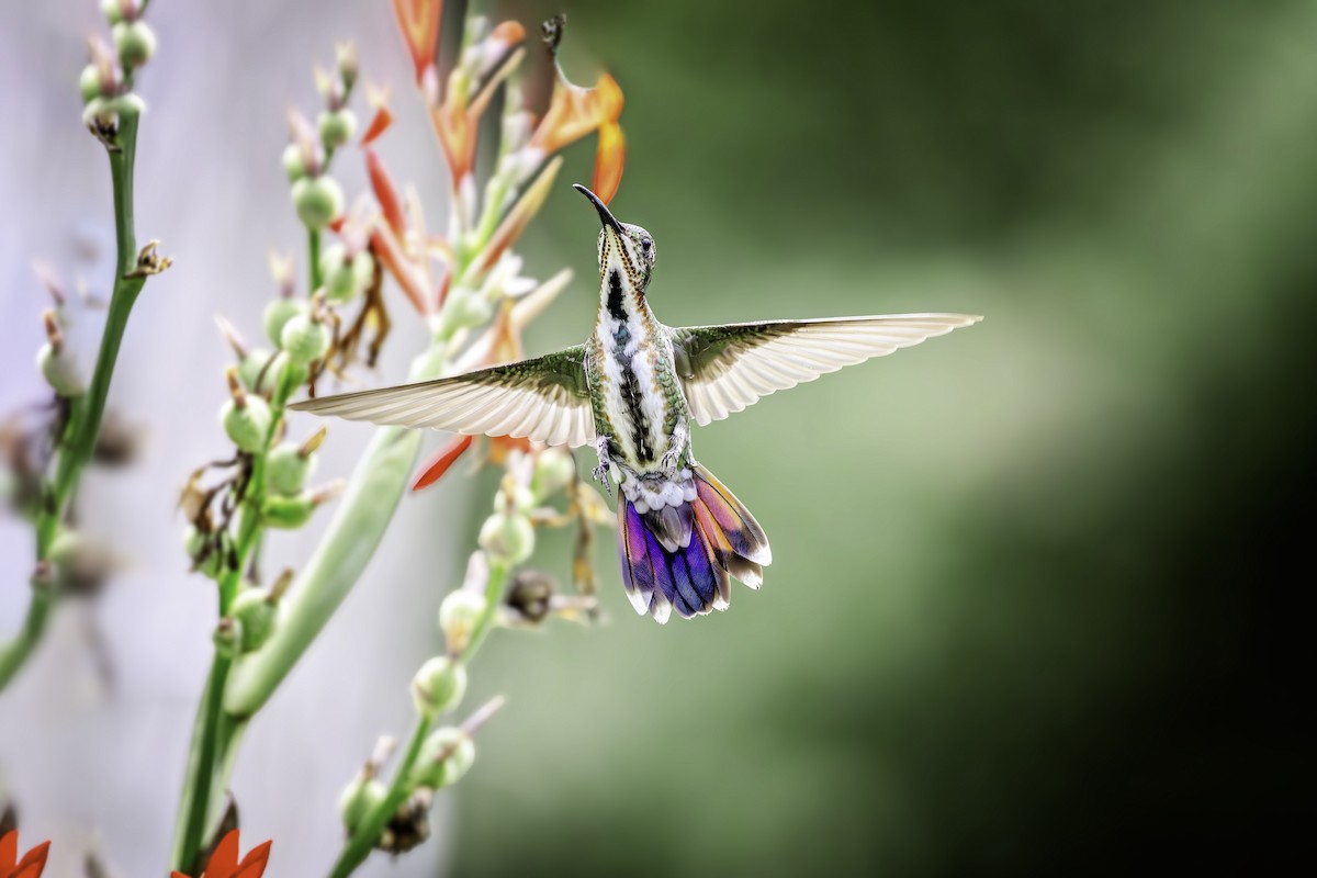 kolibřík lesklý - ML595200951